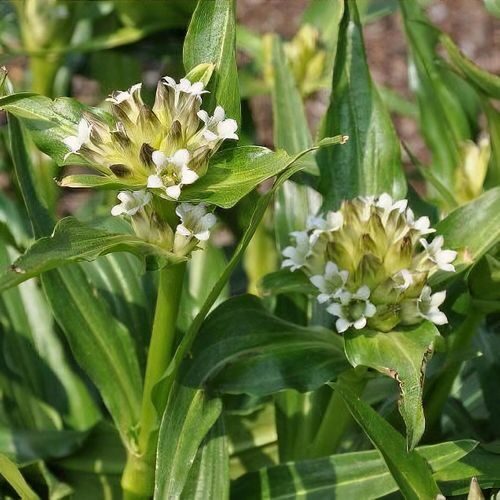 Gentiana Tibetica